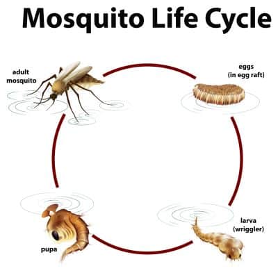 Diagram of a mosquito's life cycle.