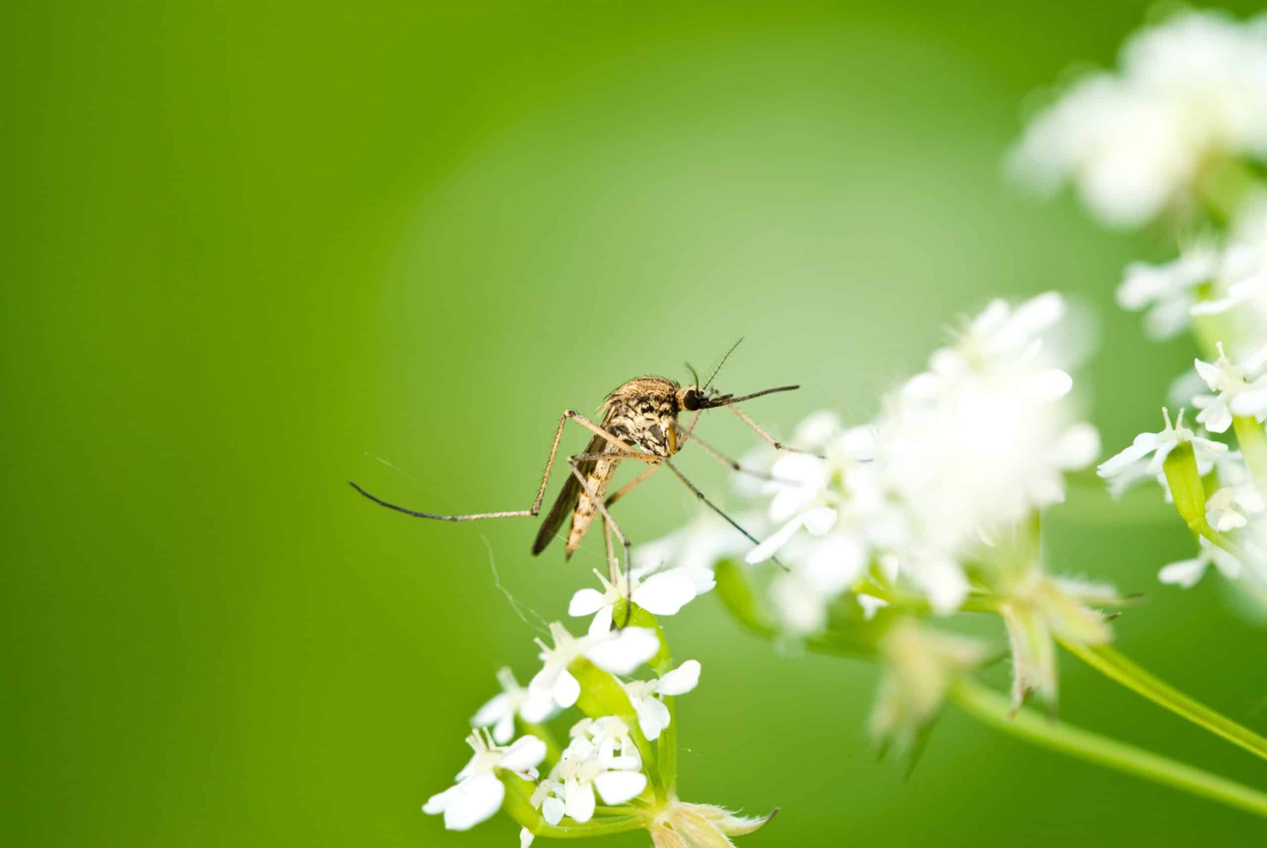 Mosquito getting nectar from a white flower.